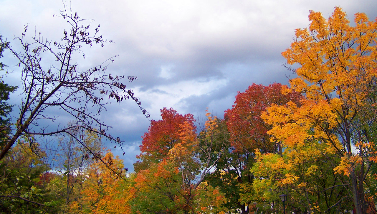 autumn woods trees free photo