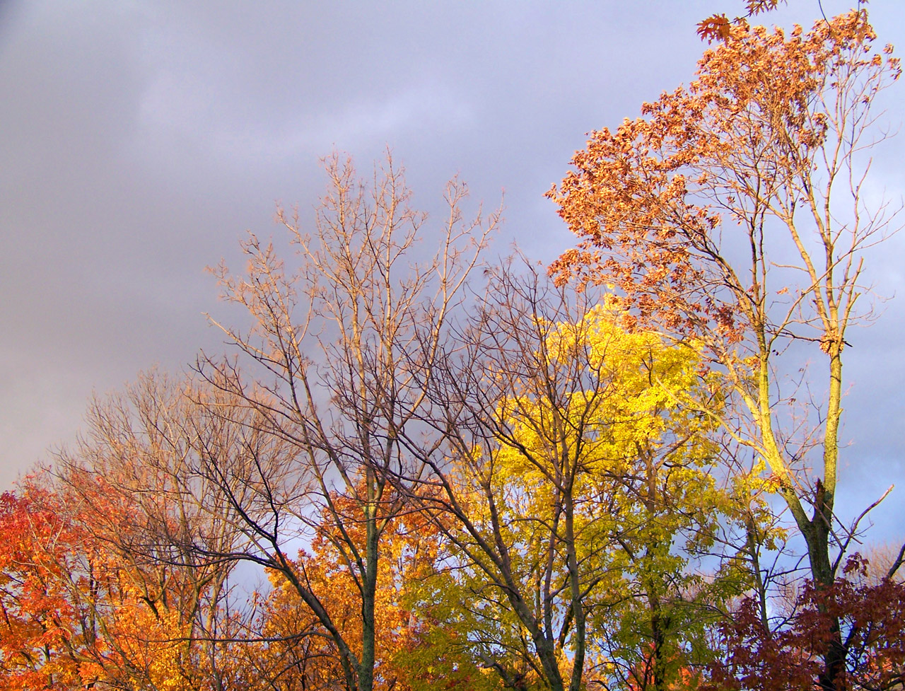 autumn fall colors free photo