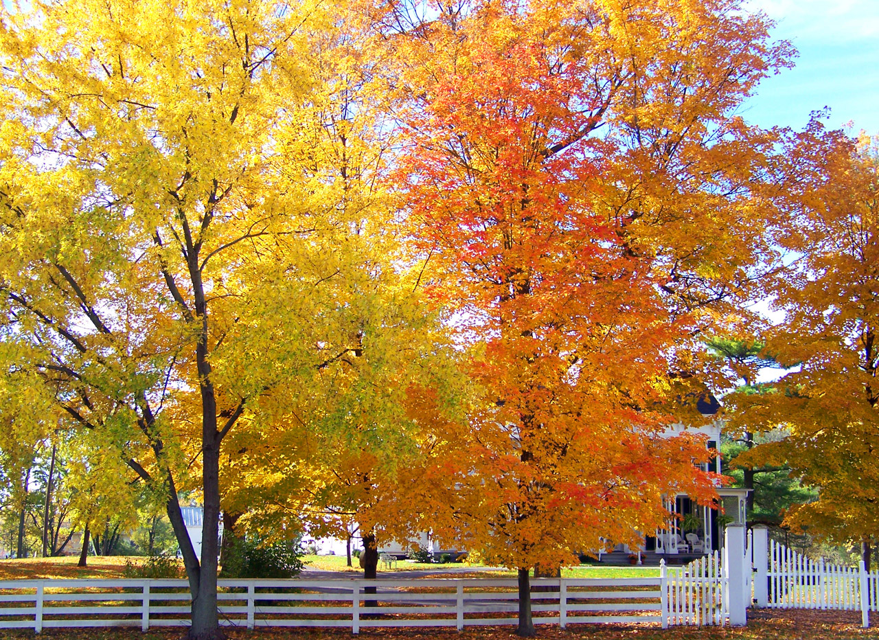 autumn fall trees free photo