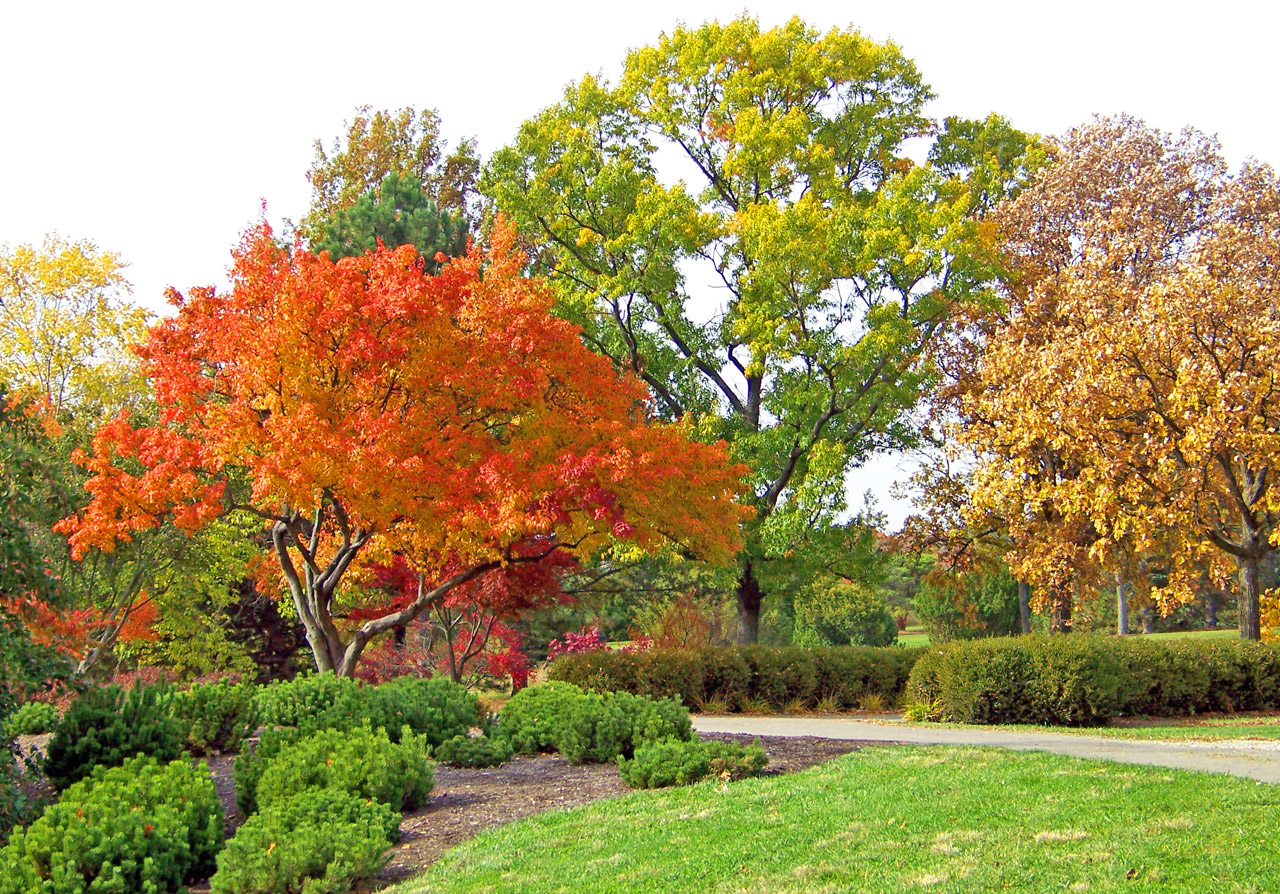 autumn fall maple free photo