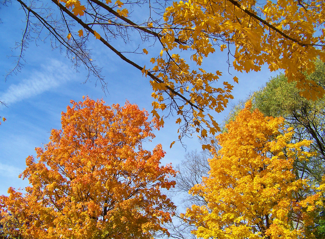 autumn fall trees free photo