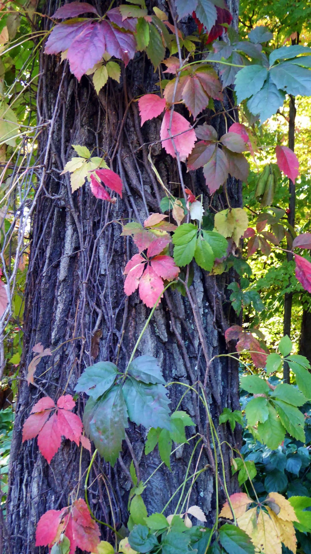 foliage fall vines free photo