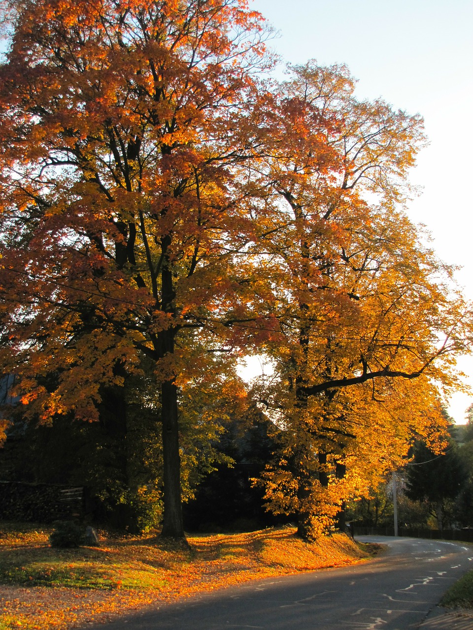 autumn walk golden autumn colorful leaves free photo