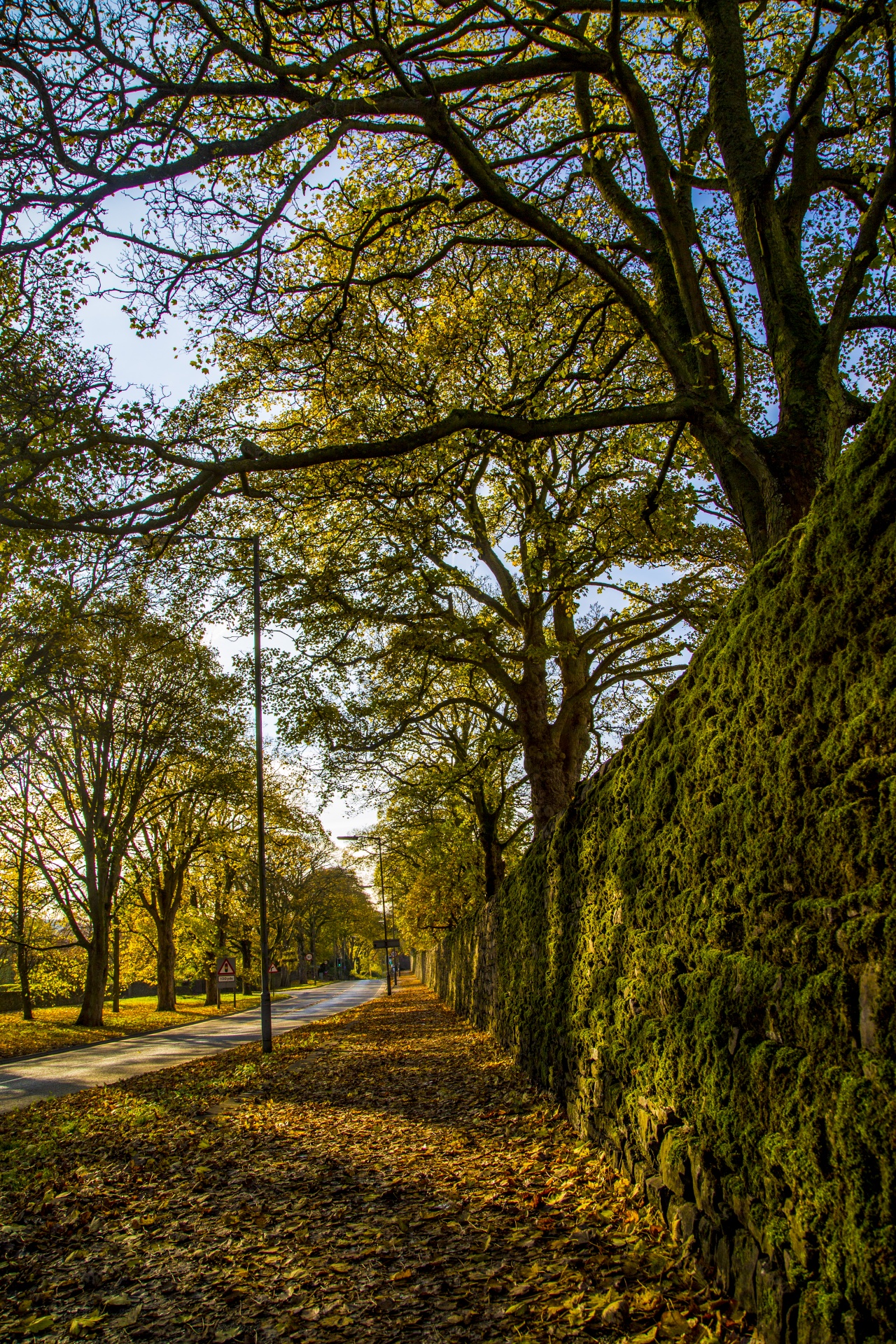 autumn seasons leaves free photo