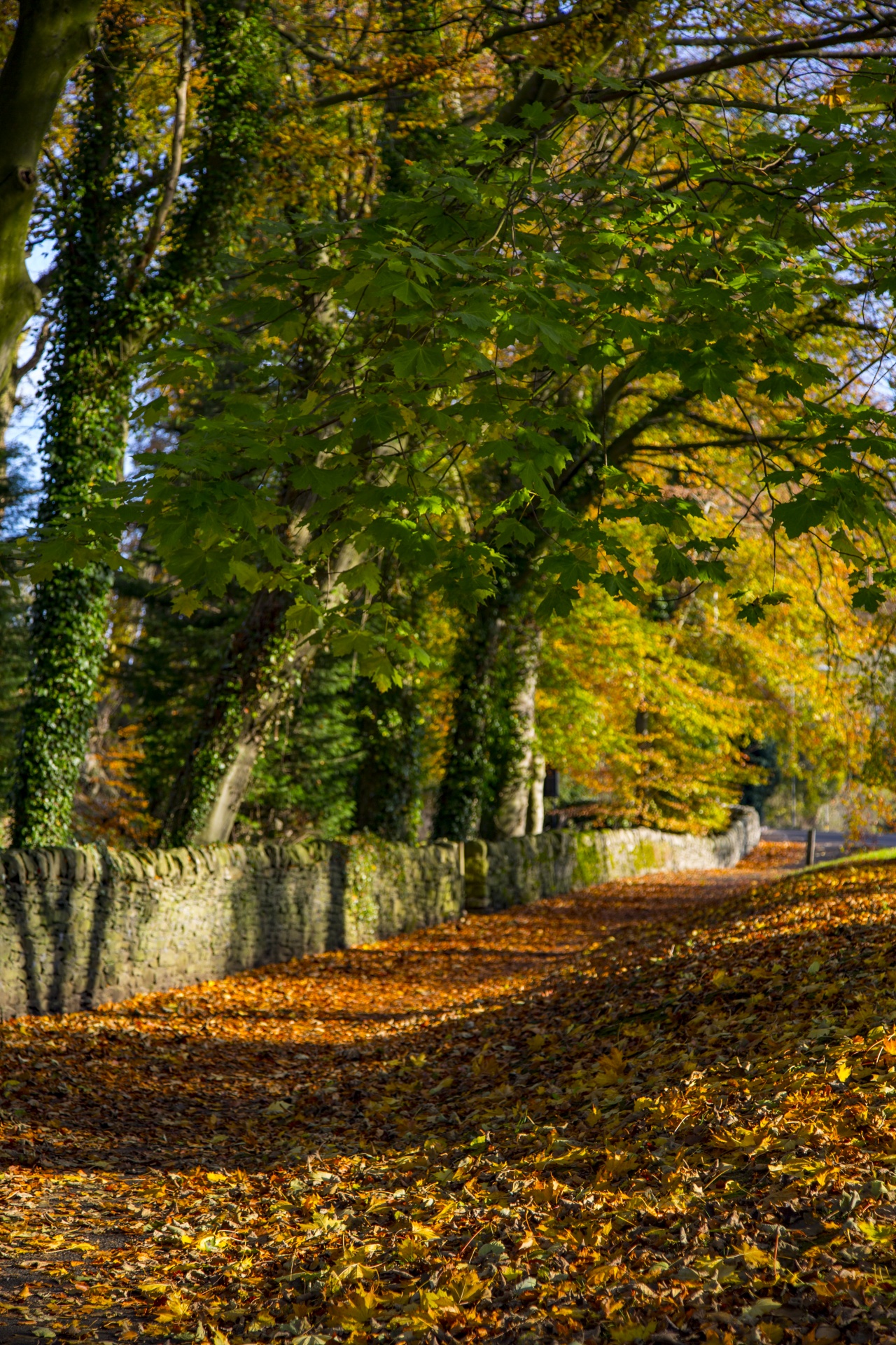 autumn seasons leaves free photo