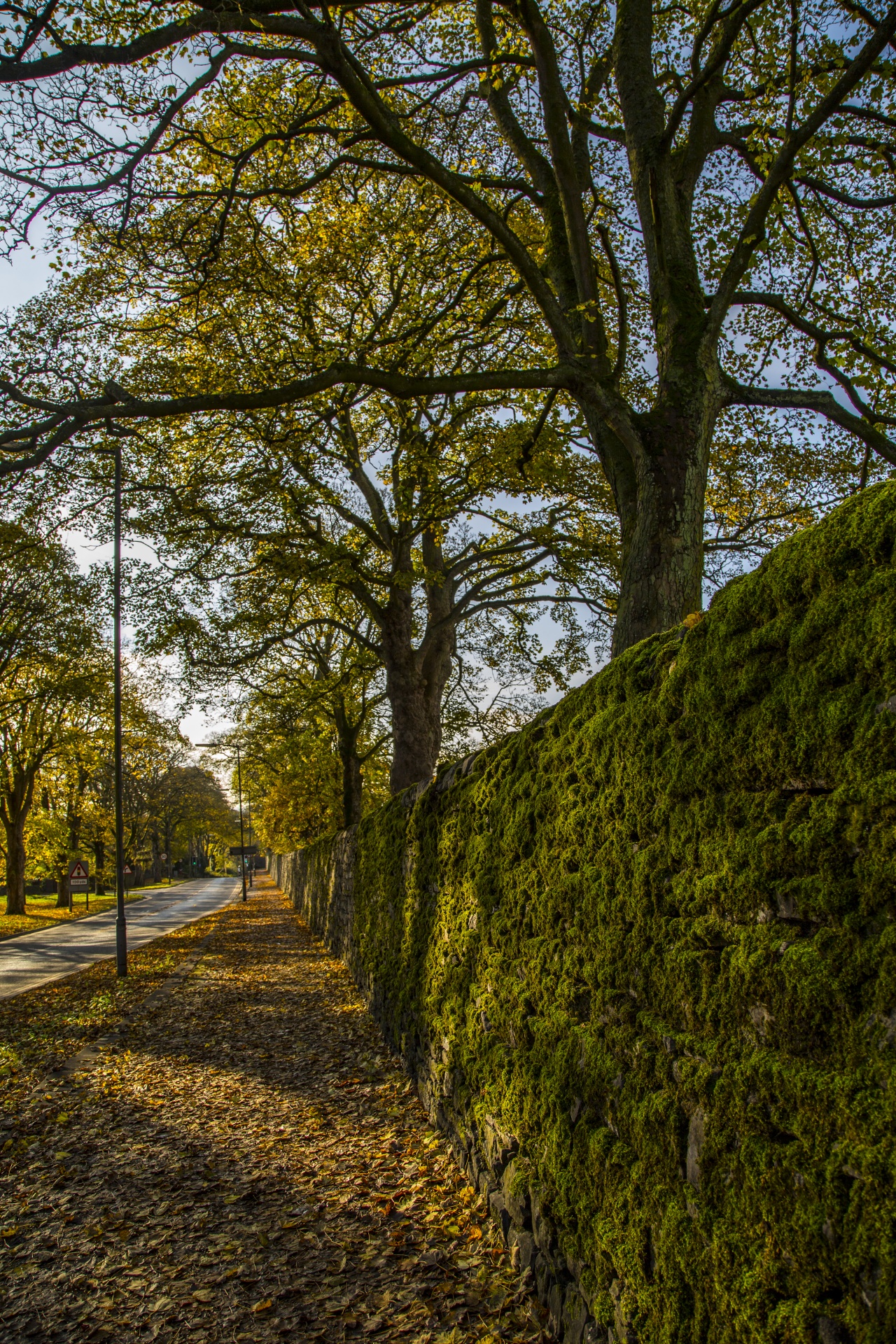 autumn seasons leaves free photo