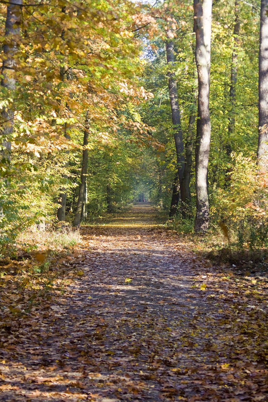 autumn way trail beech wood free photo