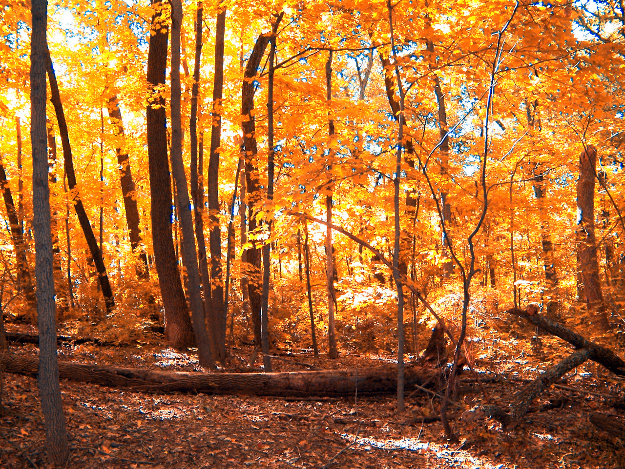 autumn woods trees free photo