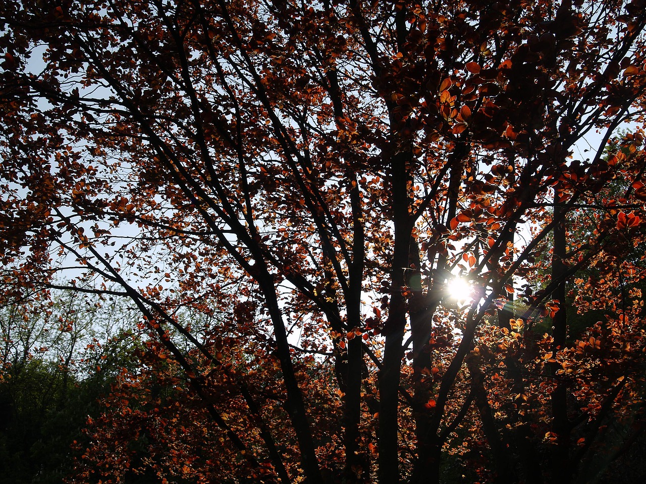 autumn woods nature trees free photo