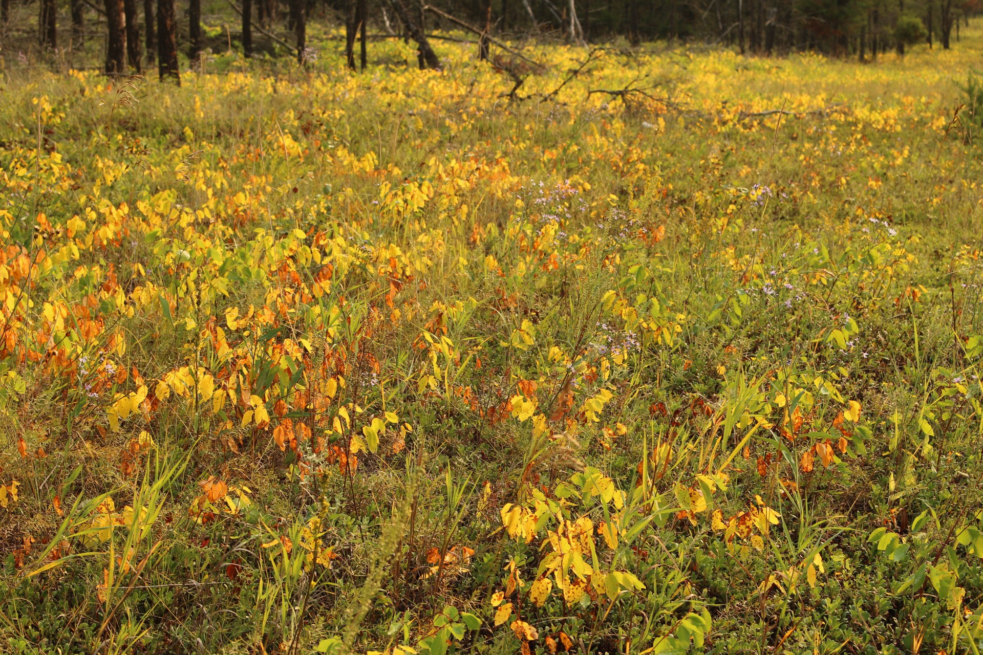 autumn yellow leaves free photo