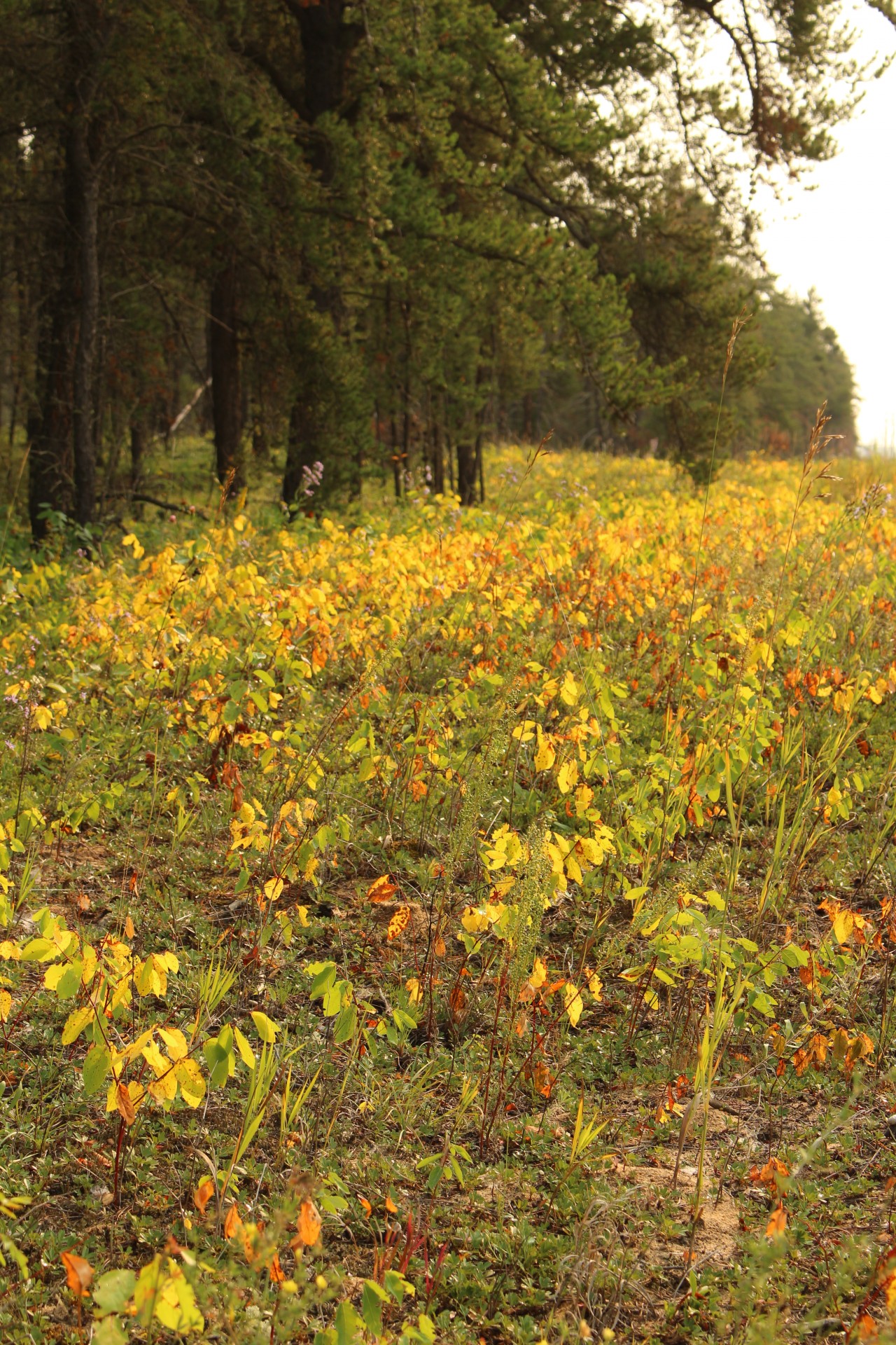 autumn yellow leaves free photo