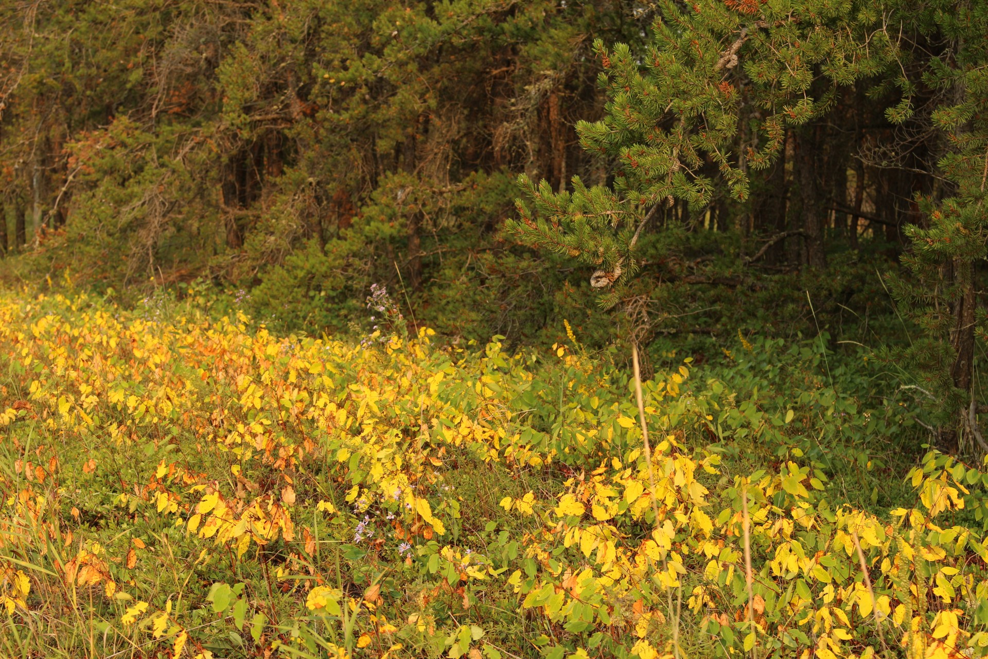 autumn yellow leaves free photo