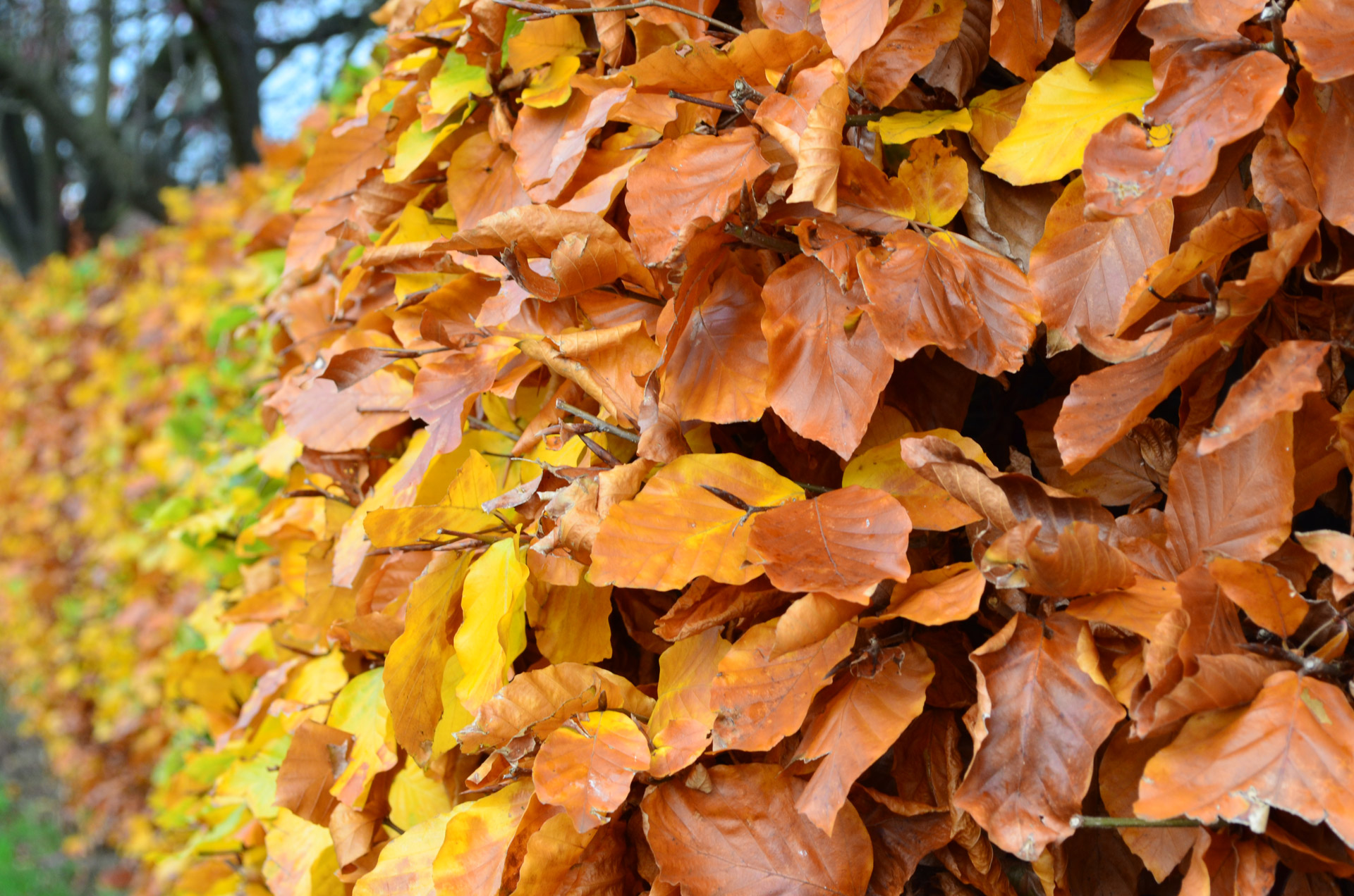 autumn leaves seasons free photo