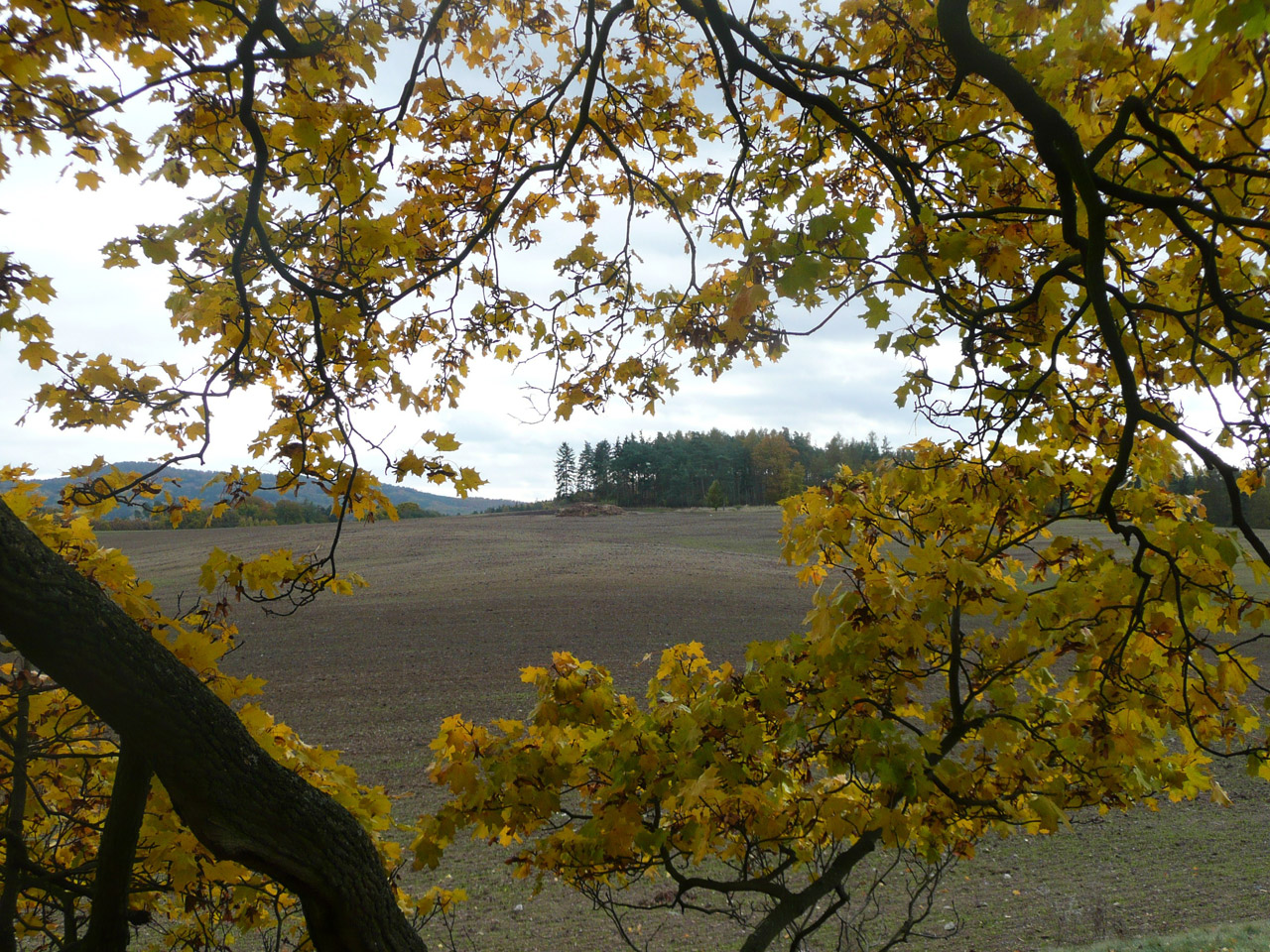 yellow leaf autumn free photo