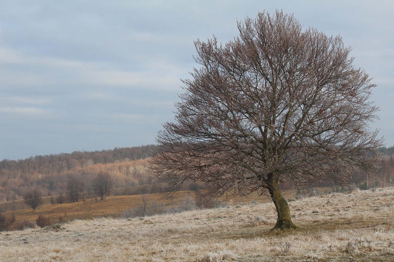 autumnal trees nature free photo