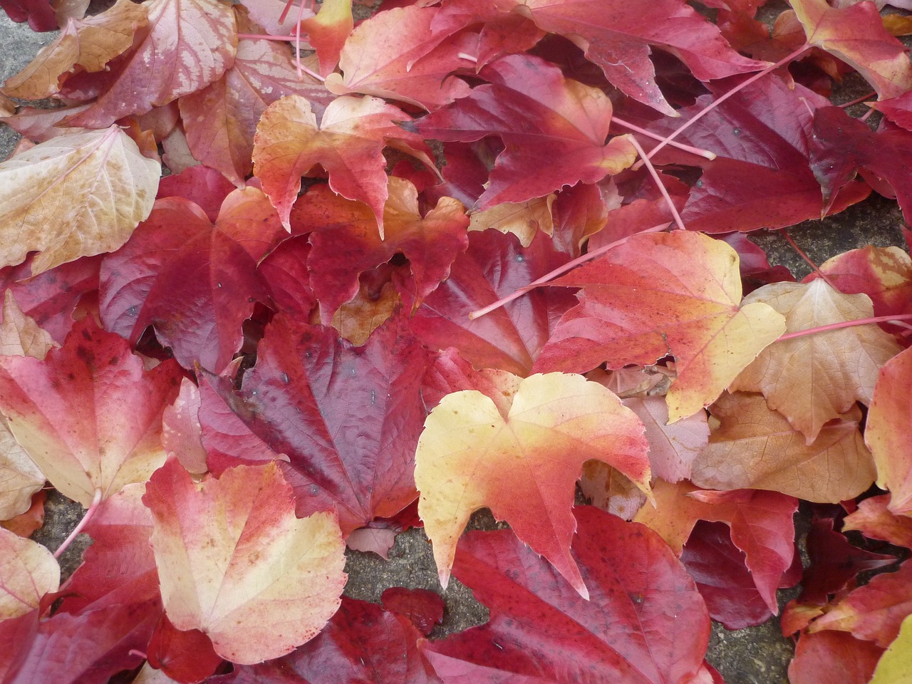 autumnal coloration foliage free photo