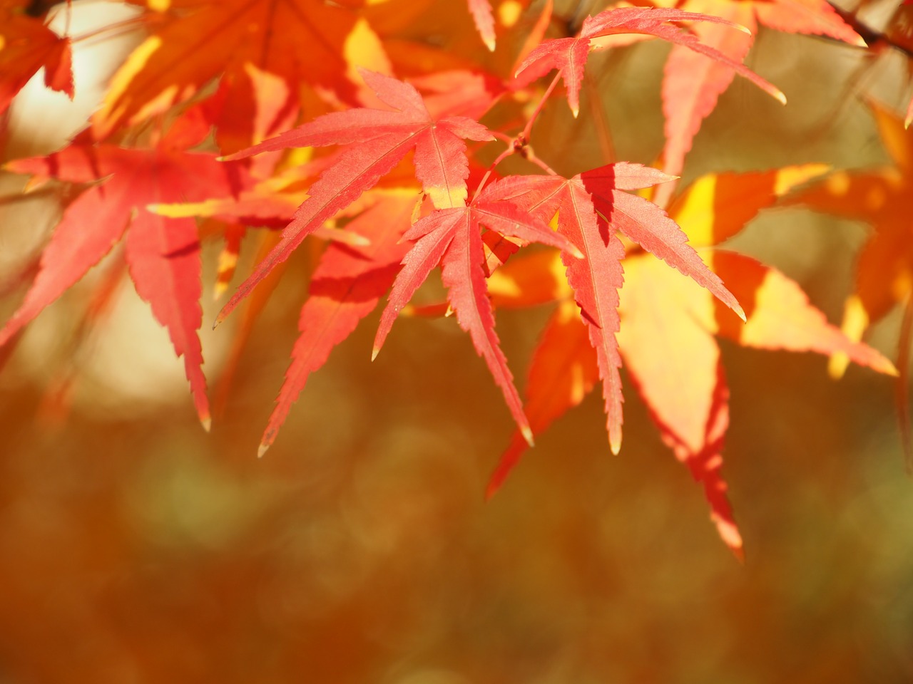 autumnal leaves maples maple free photo