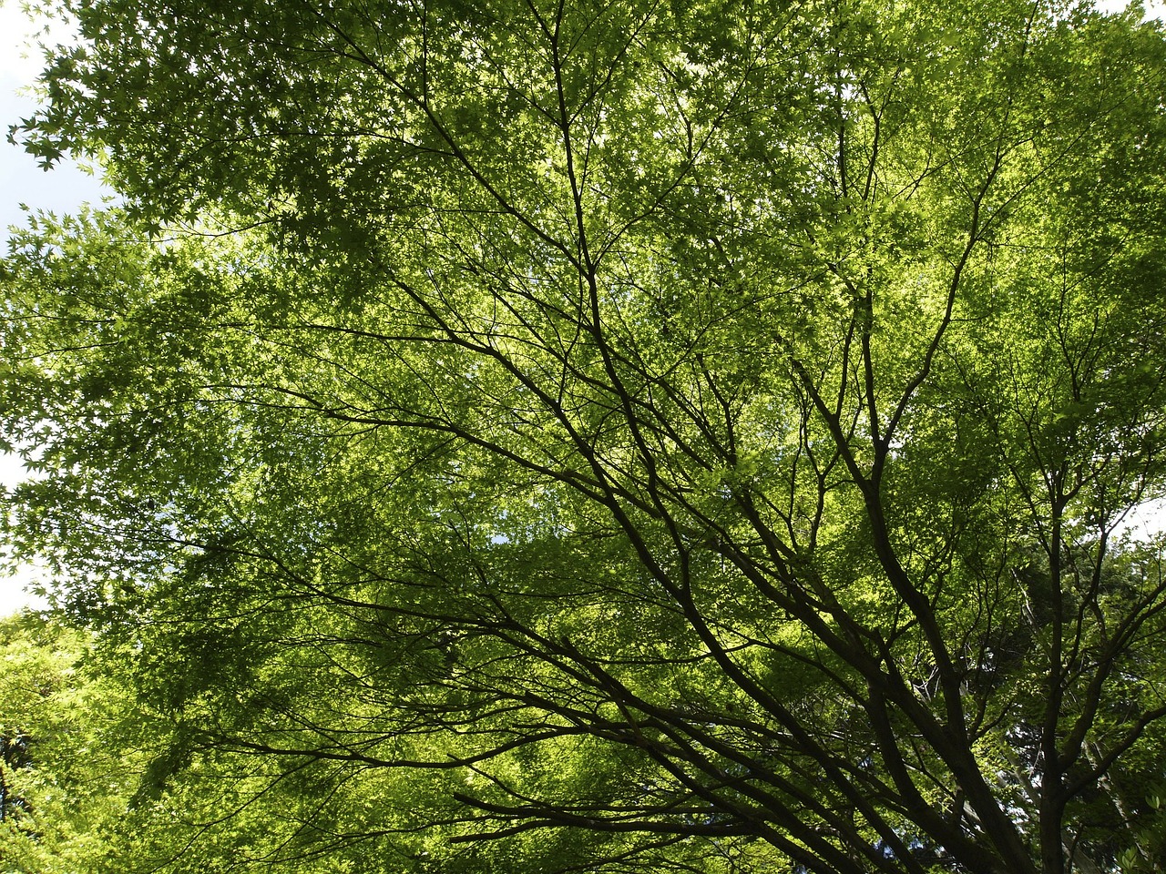 autumnal leaves green wood free photo