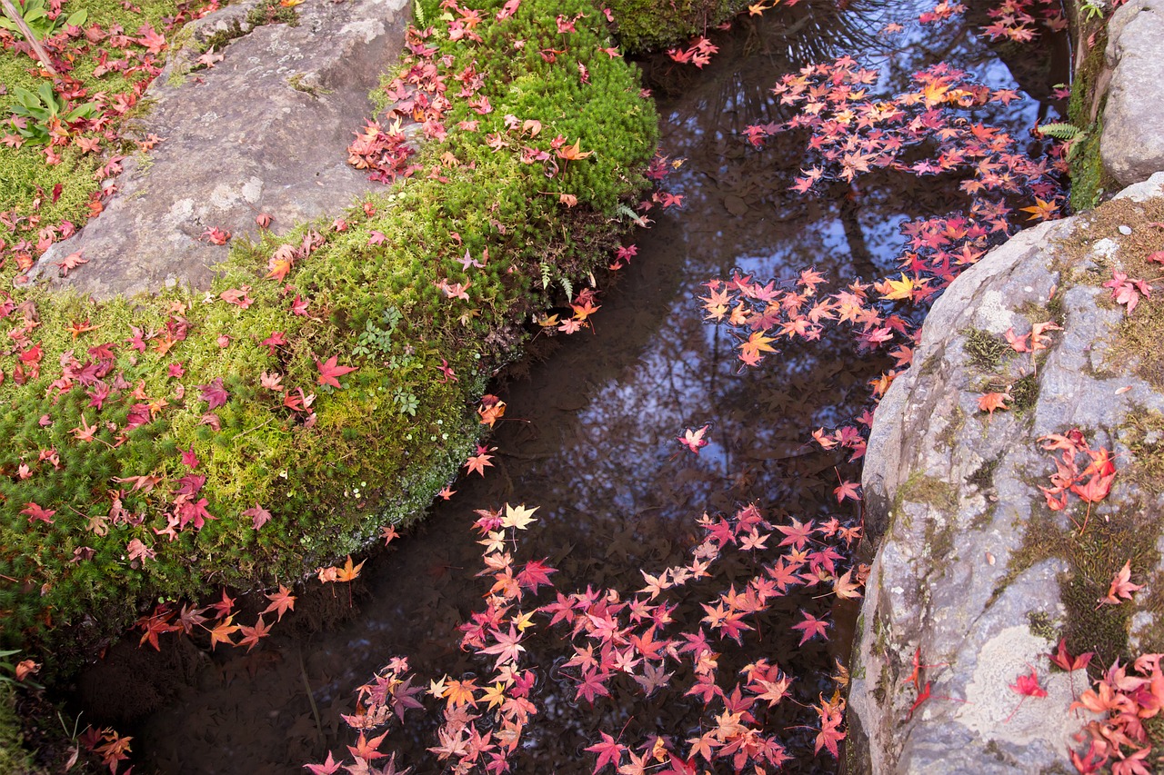 autumnal leaves leaf moss free photo