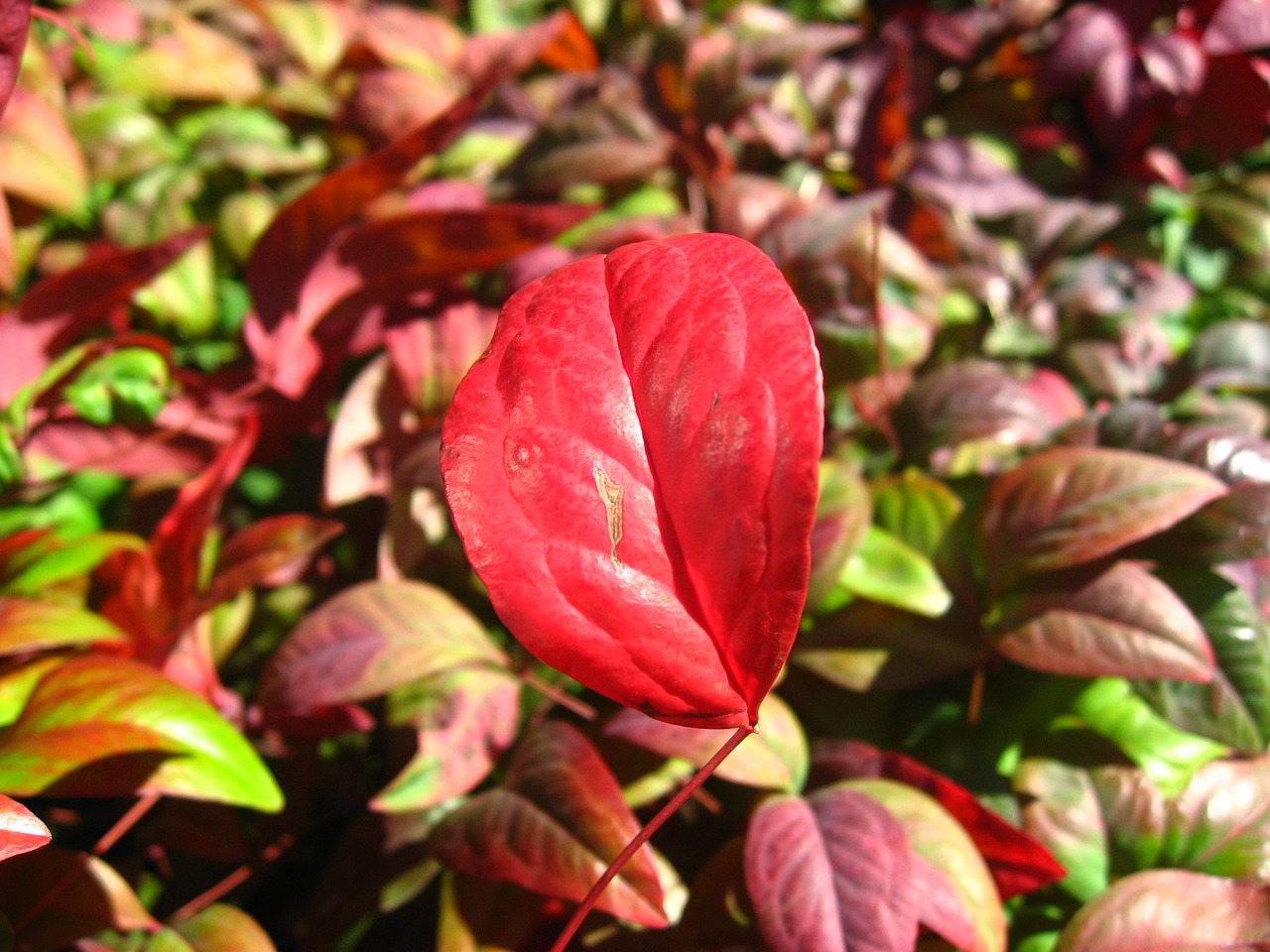 autumnal leaves red leaf free photo