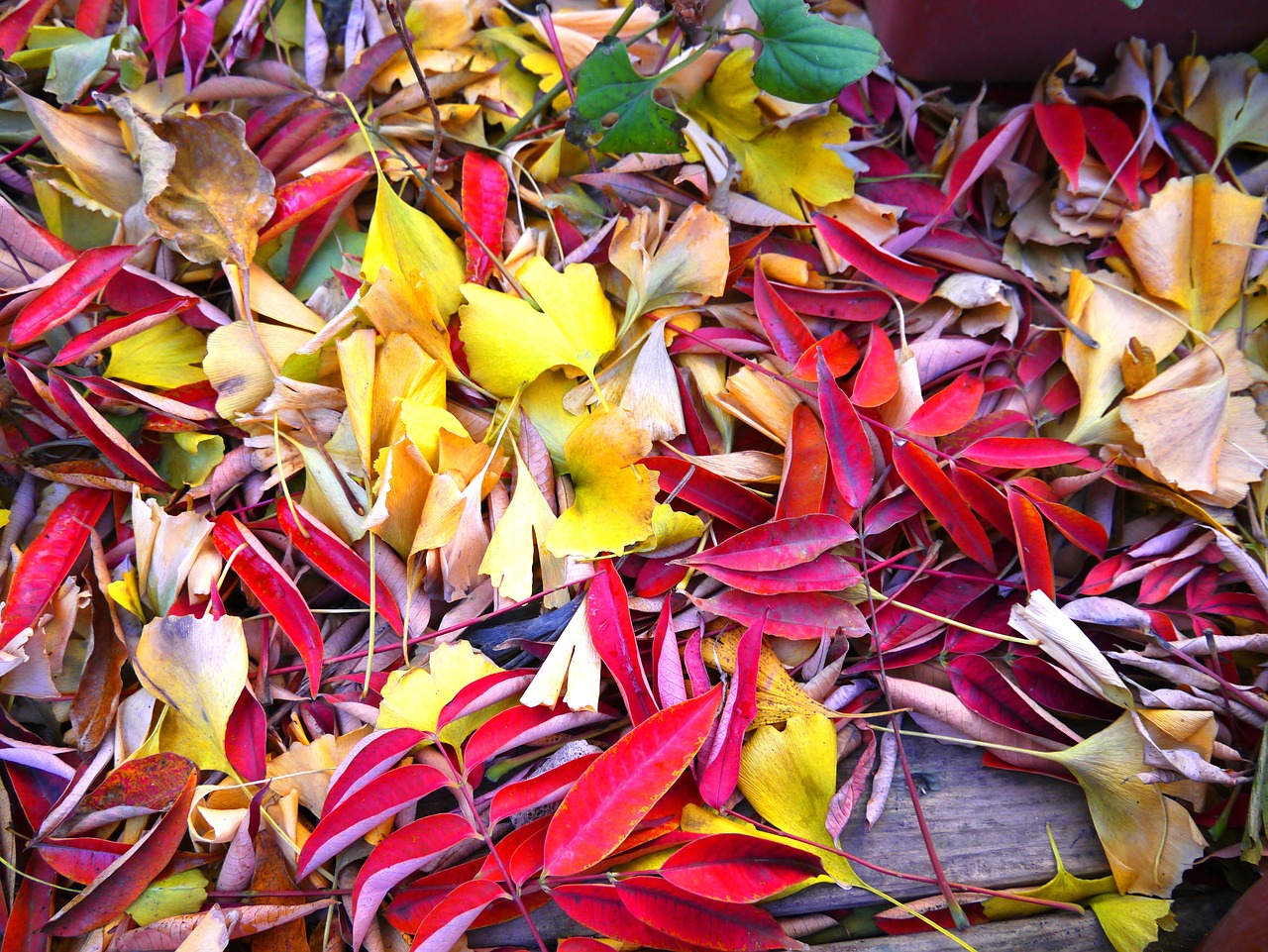 autumnal leaves yellow leaves red free photo