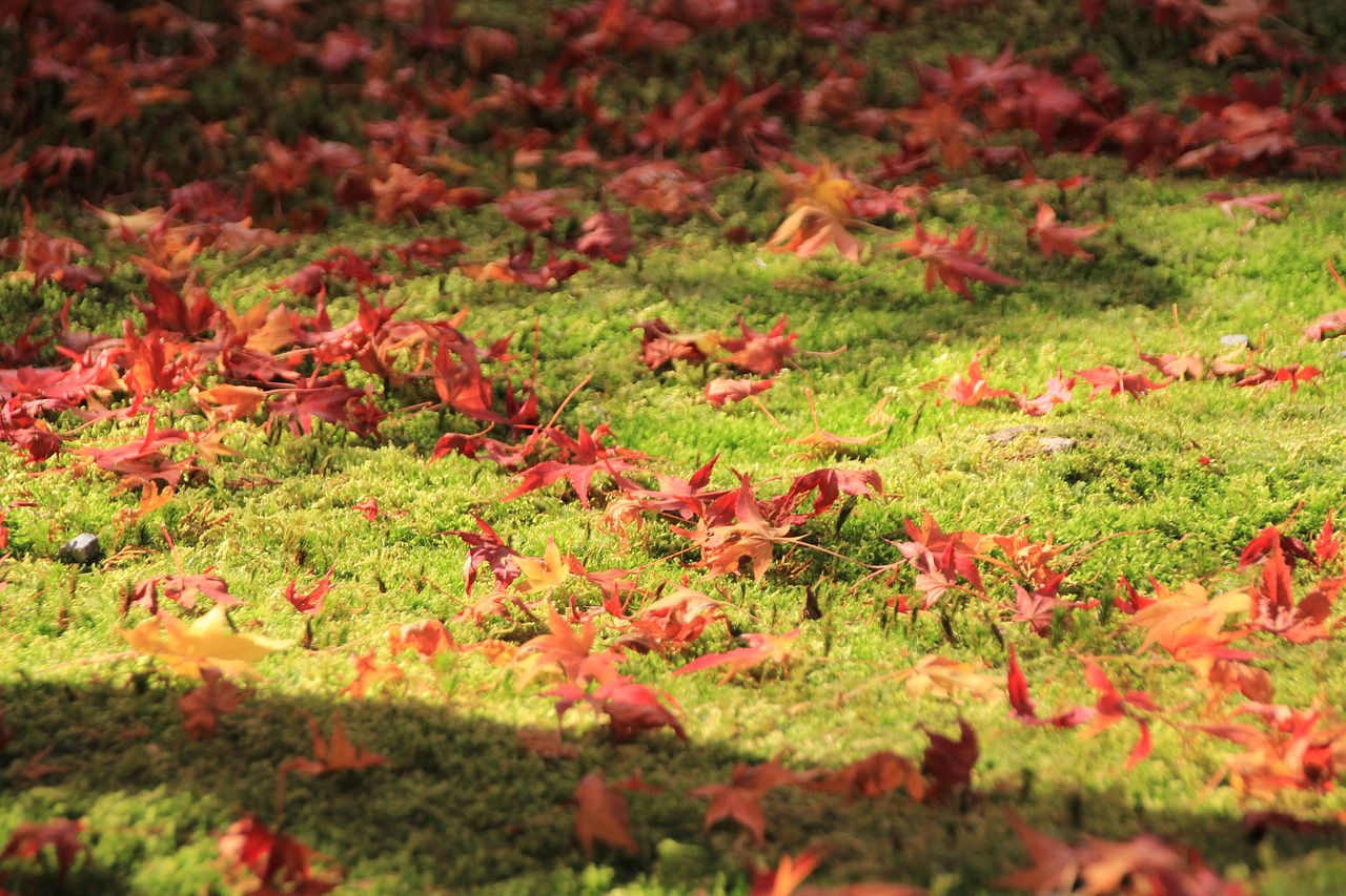 autumnal leaves maple autumn free photo