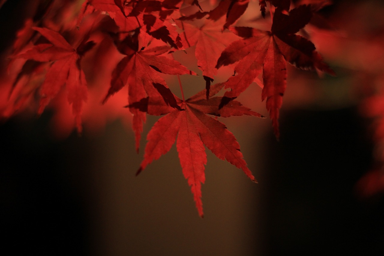 autumnal leaves maple autumn free photo