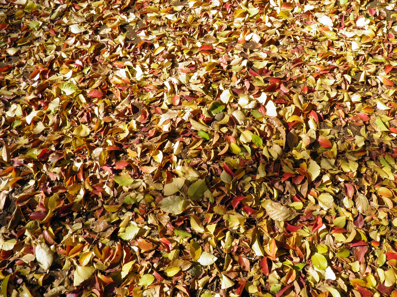 autumnal leaves deciduous trees leaf free photo