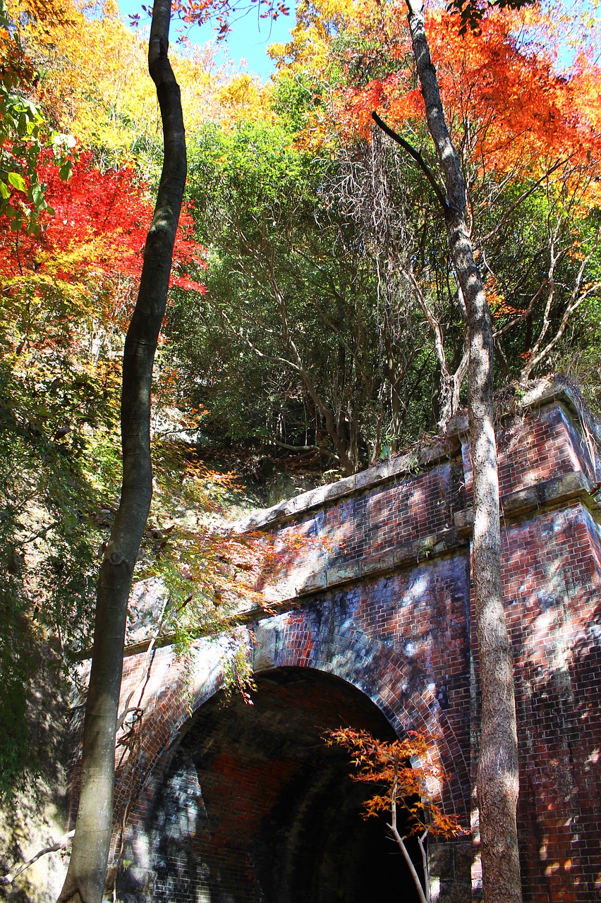 autumnal leaves tunnel autumn free photo