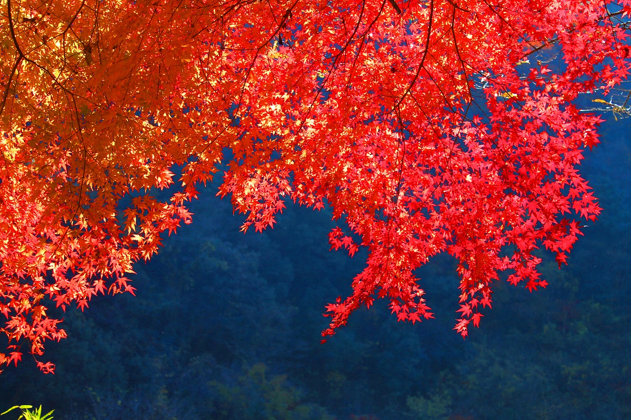 autumnal leaves autumn japan free photo