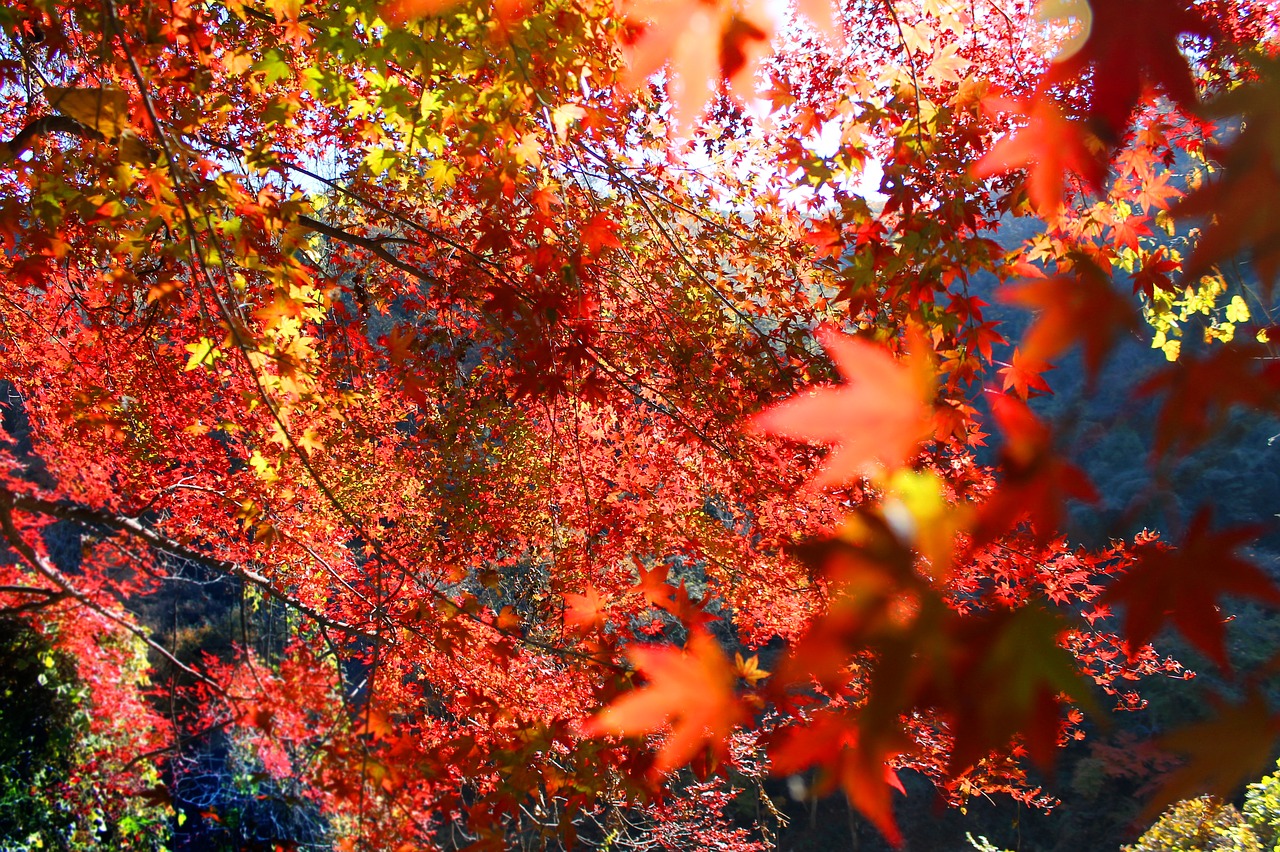 autumnal leaves autumn japan free photo