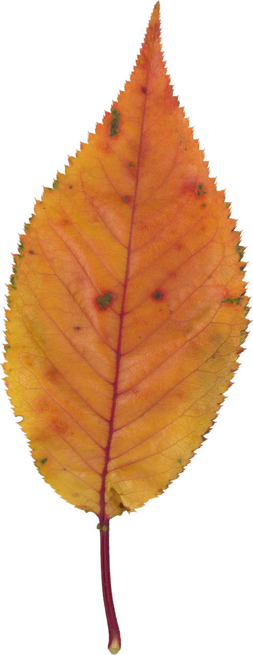 autumnal leaves cherry fallen leaves free photo