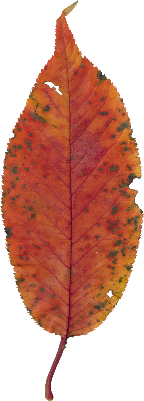 autumnal leaves cherry fallen leaves free photo