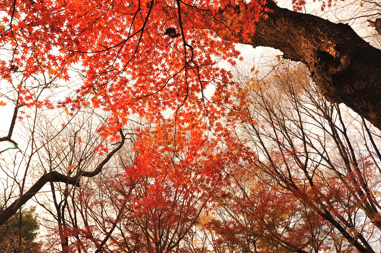 autumnal leaves park evening free photo