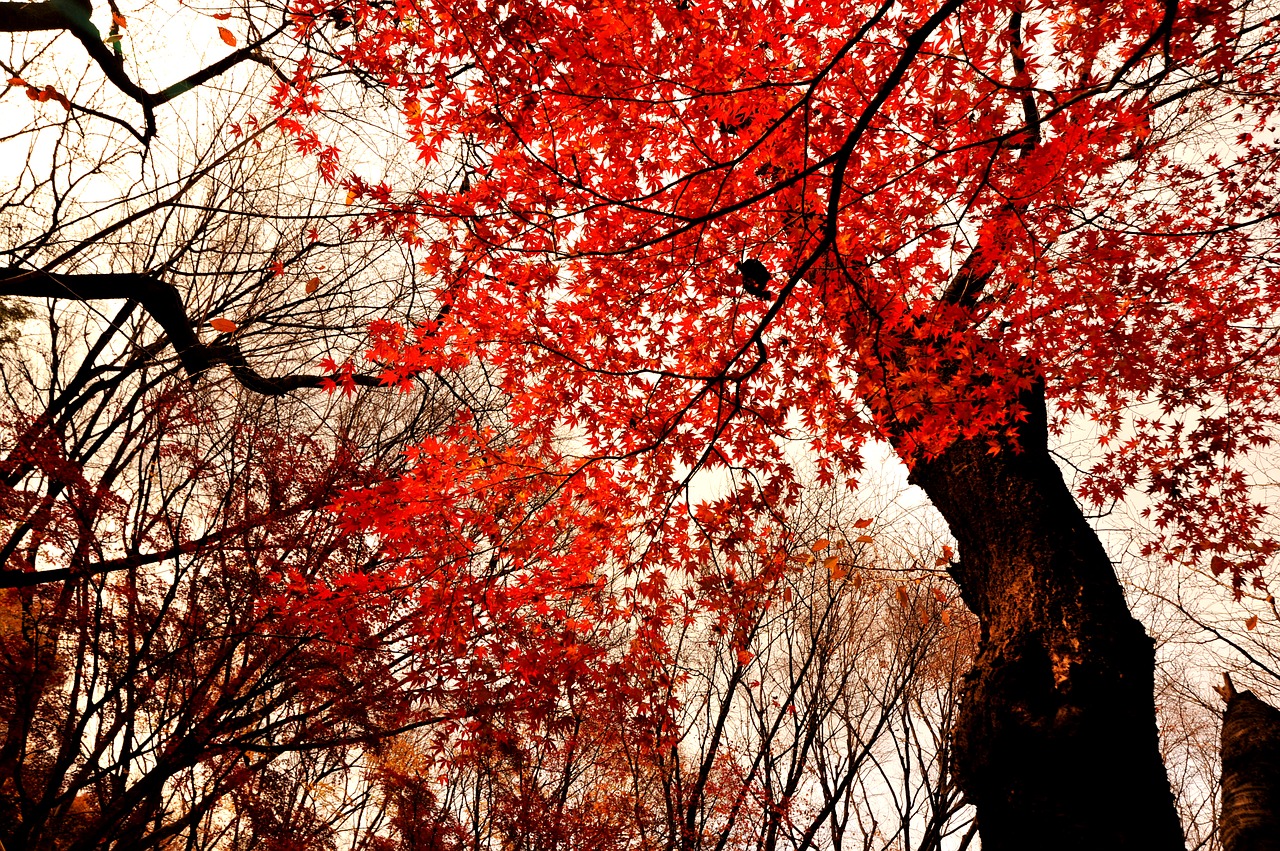 autumnal leaves park evening free photo