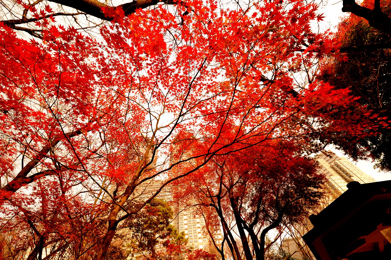 autumnal leaves evening japan free photo
