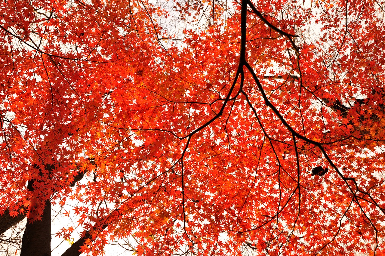 autumnal leaves park sunbeams free photo