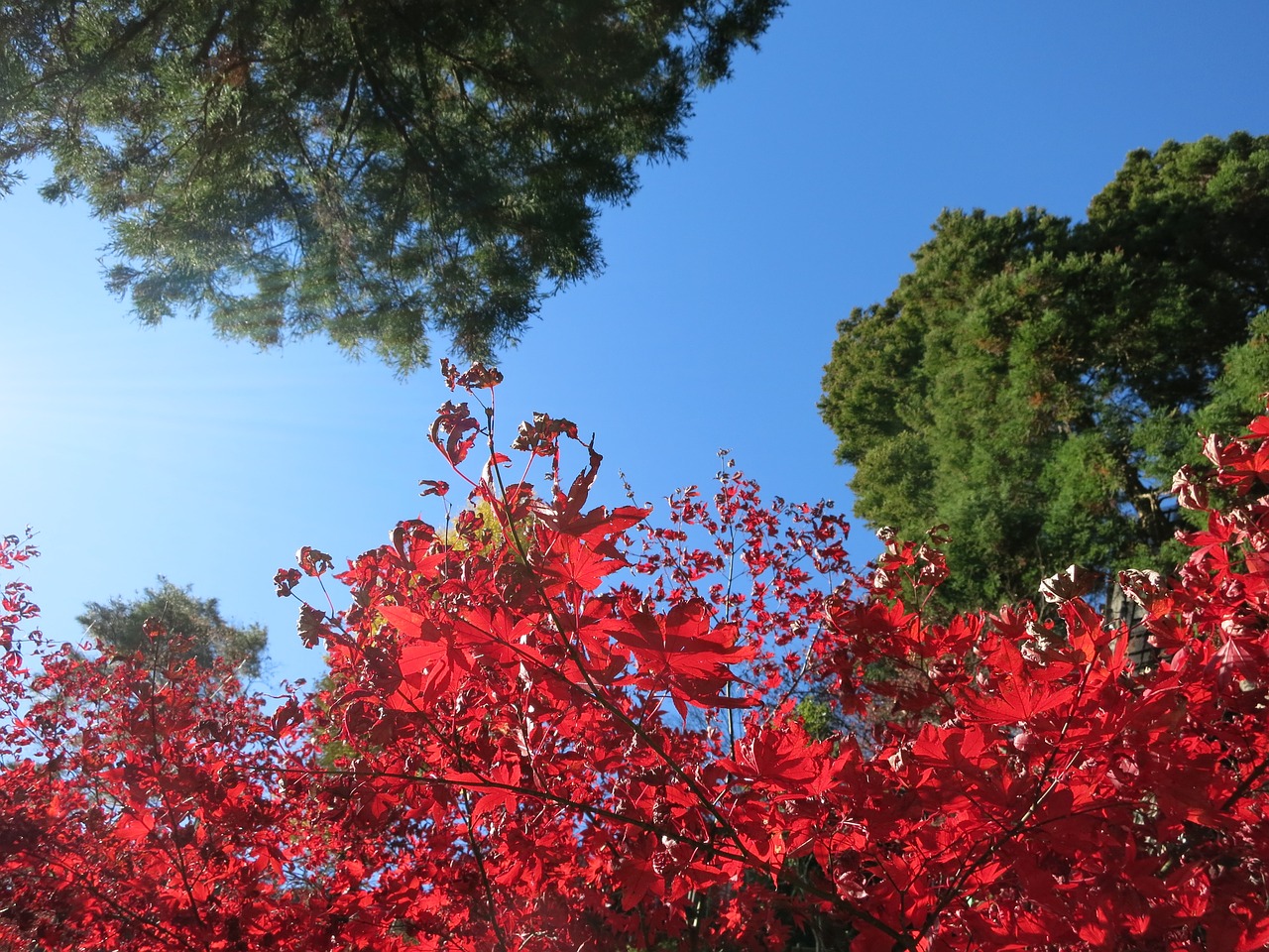 autumnal leaves natural autumn free photo