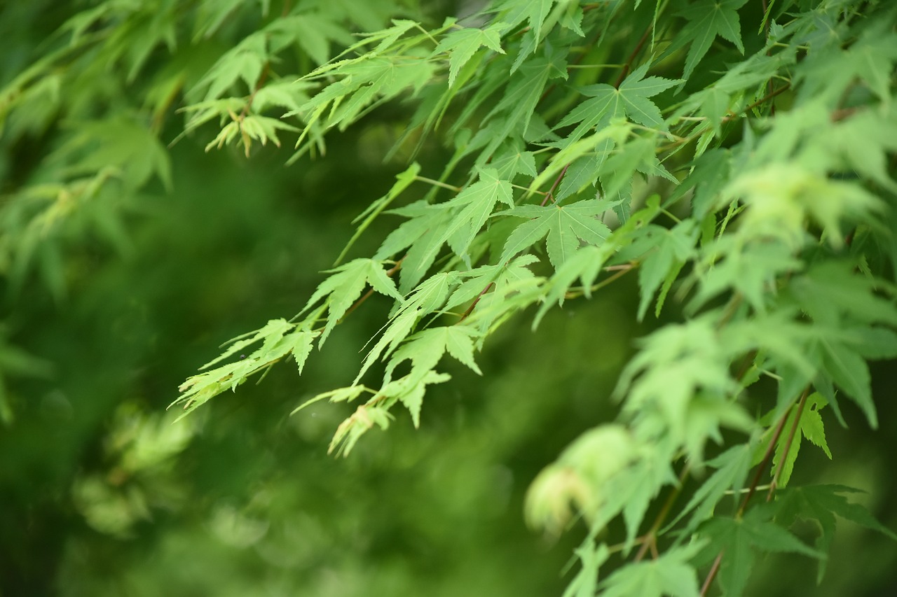 autumnal leaves green summer free photo