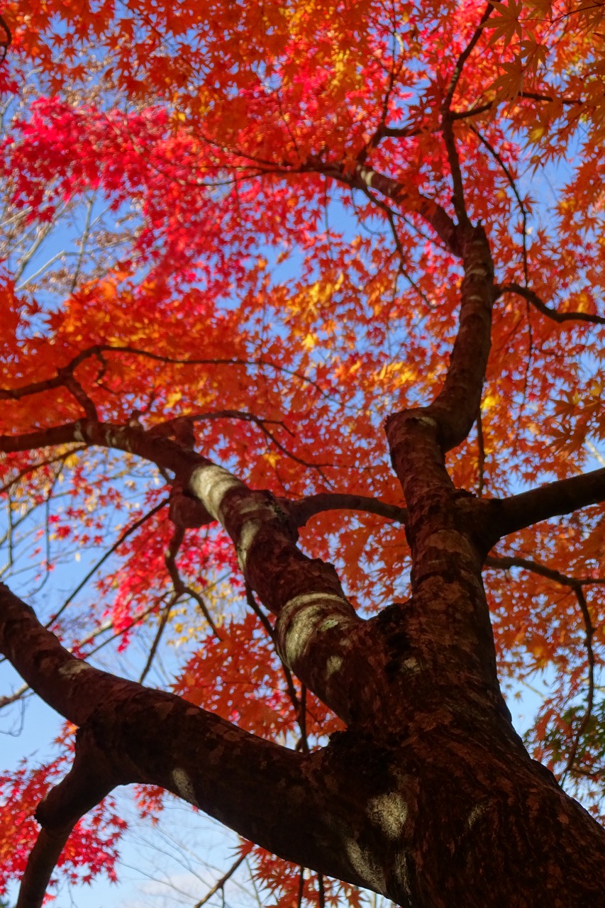 autumnal leaves red leaves deciduous trees free photo