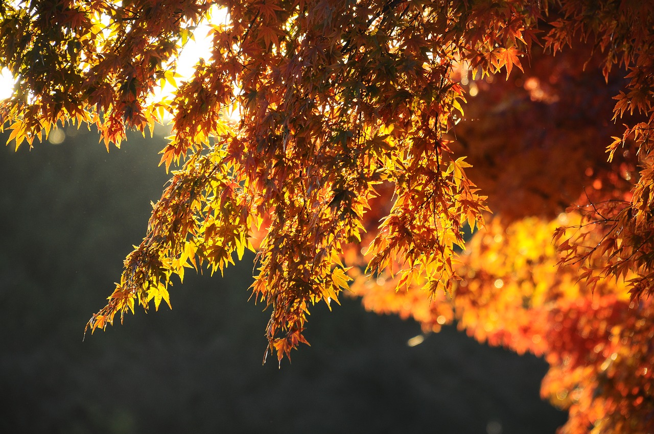 autumnal leaves maple morning free photo