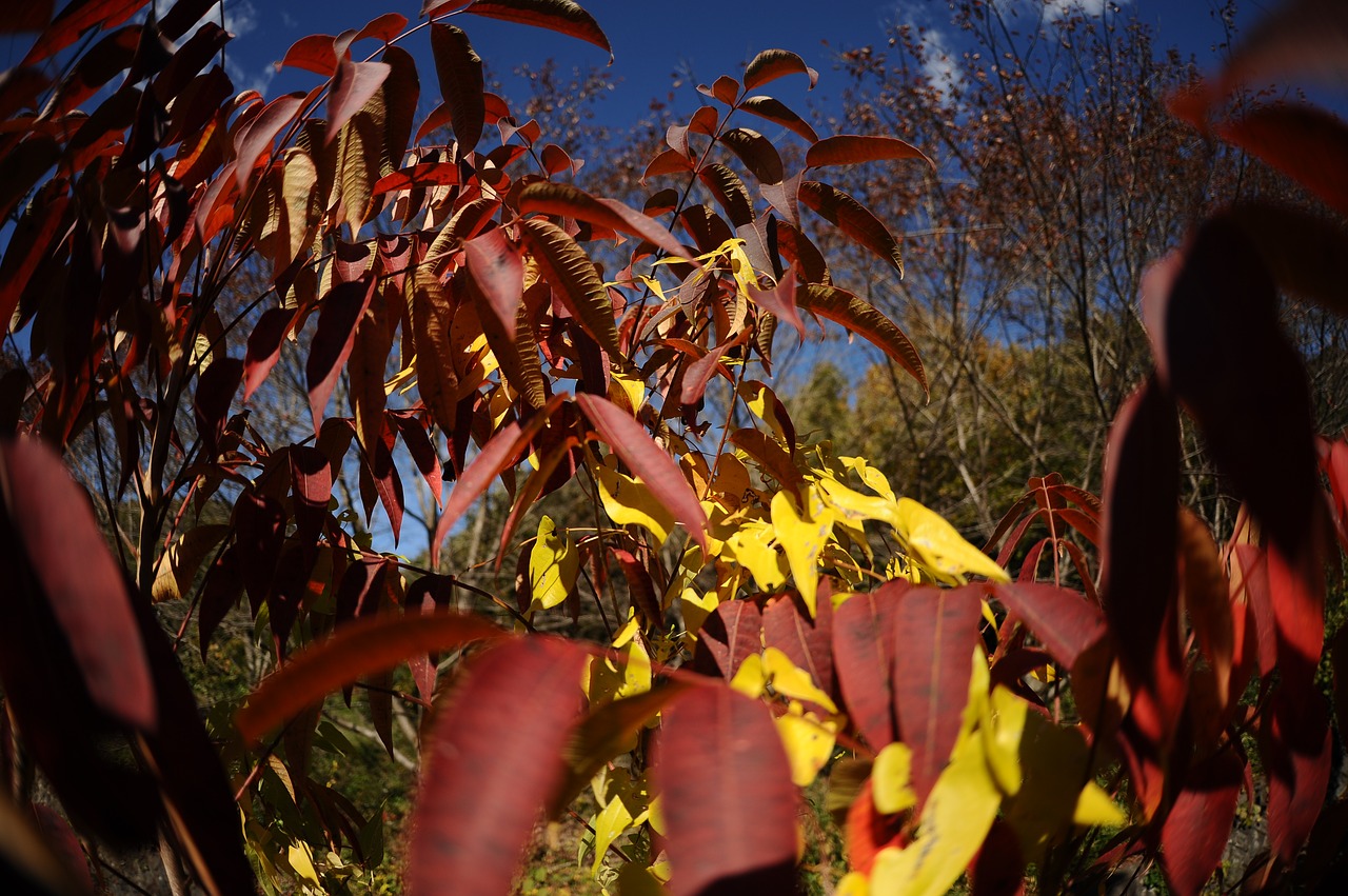 autumnal leaves autumn mountain free photo