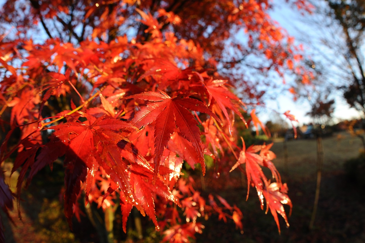 autumnal leaves maple morning free photo