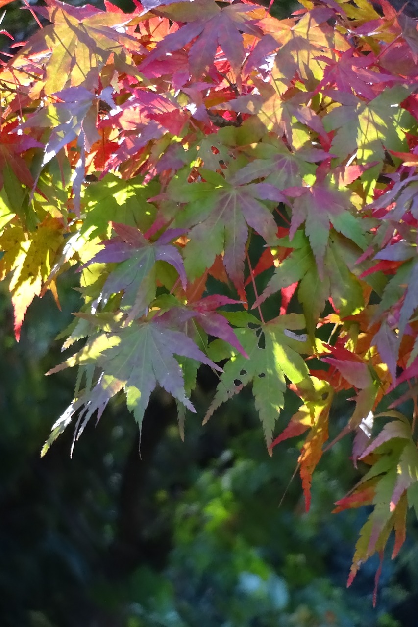 autumnal leaves red leaves yellow leaves free photo
