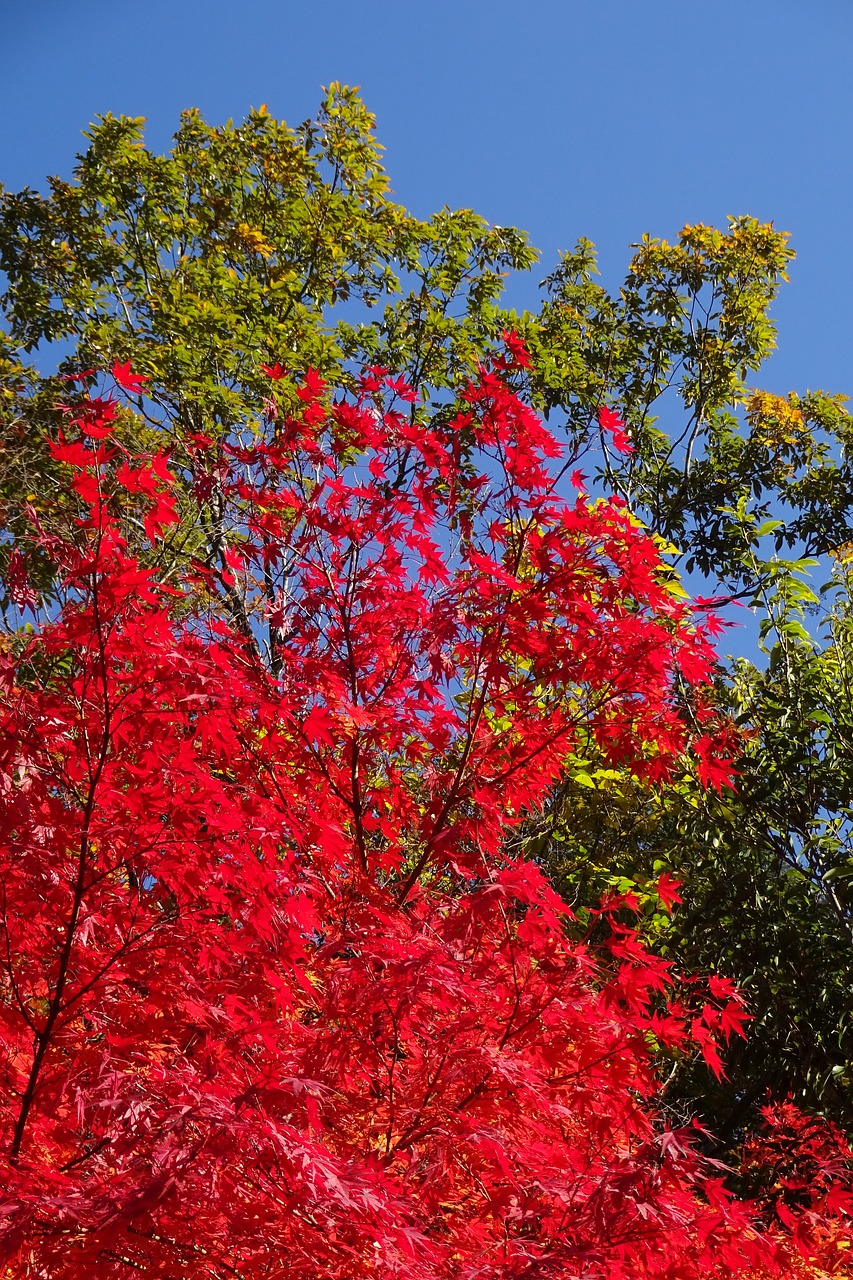 autumnal leaves red leaves green leaves free photo