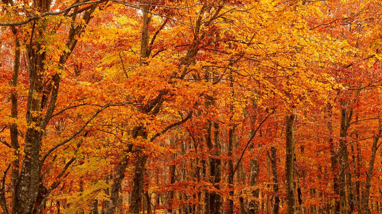 autumnal leaves autumn orange free photo