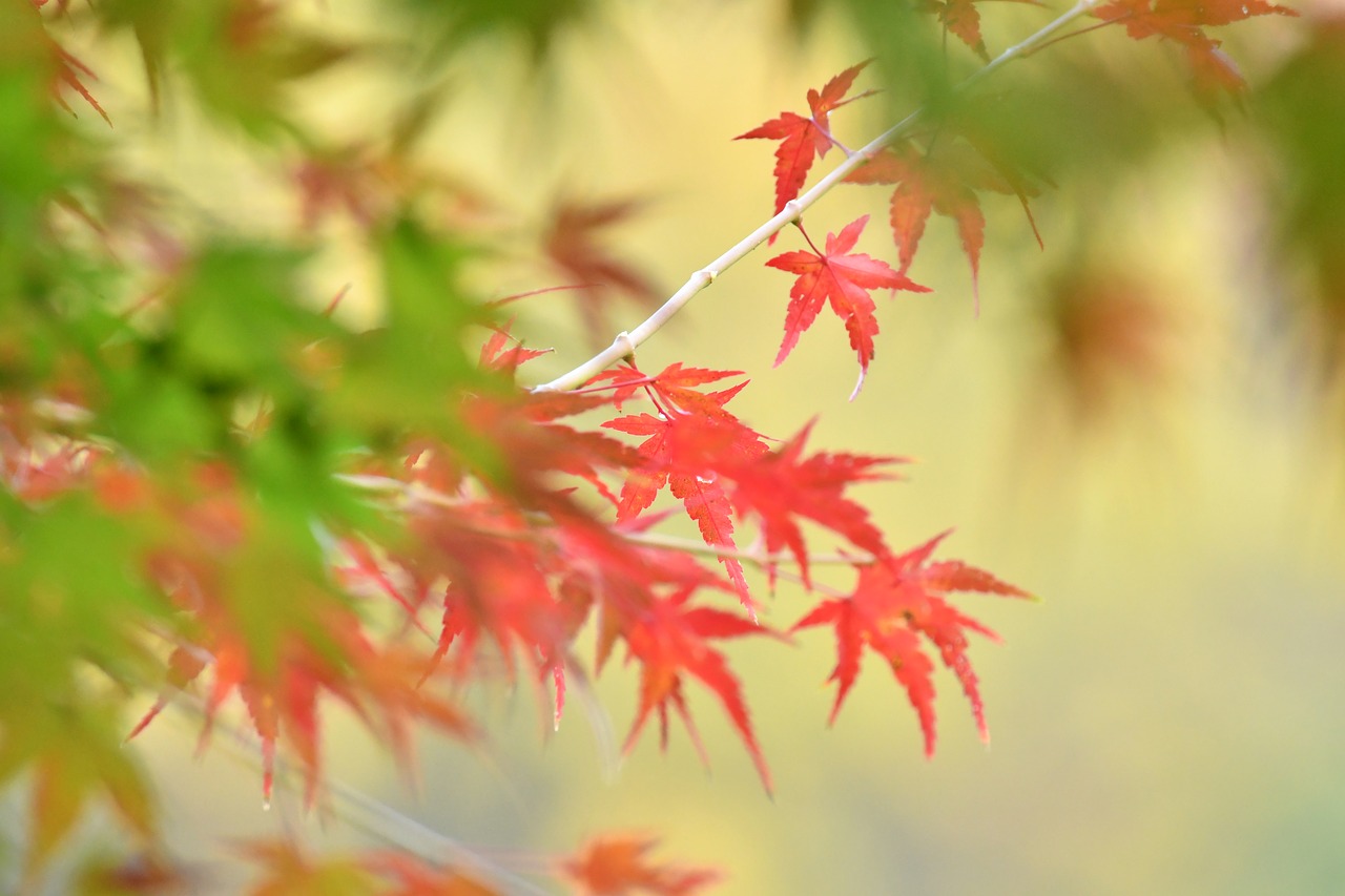 autumnal leaves maple autumn free photo