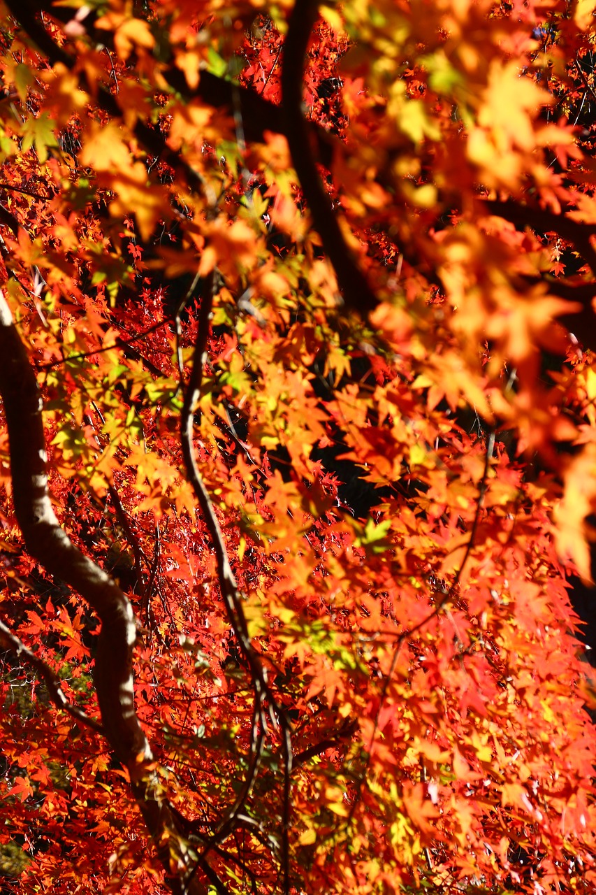 autumnal leaves autumn color free photo