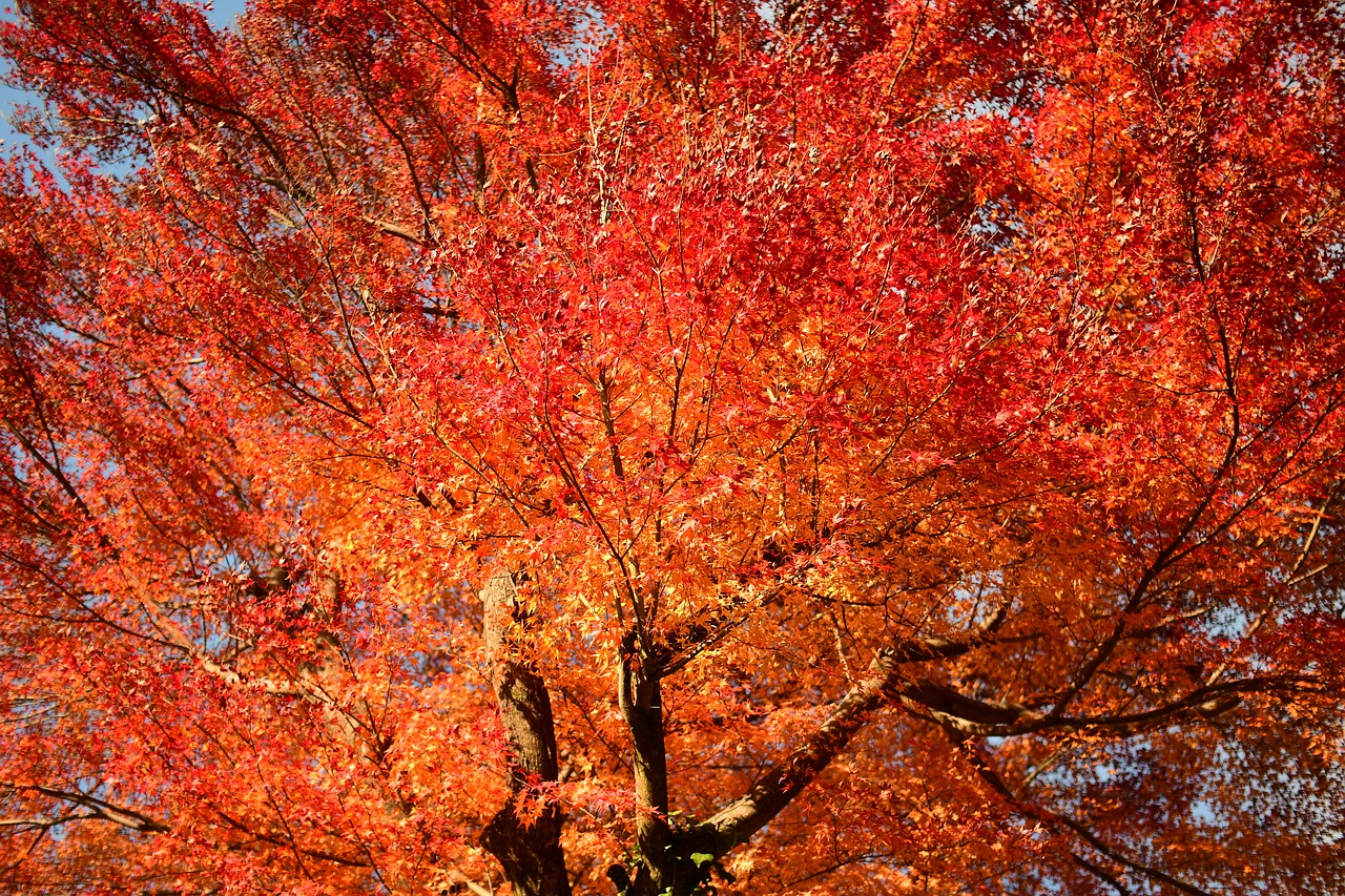 autumnal leaves maple red free photo