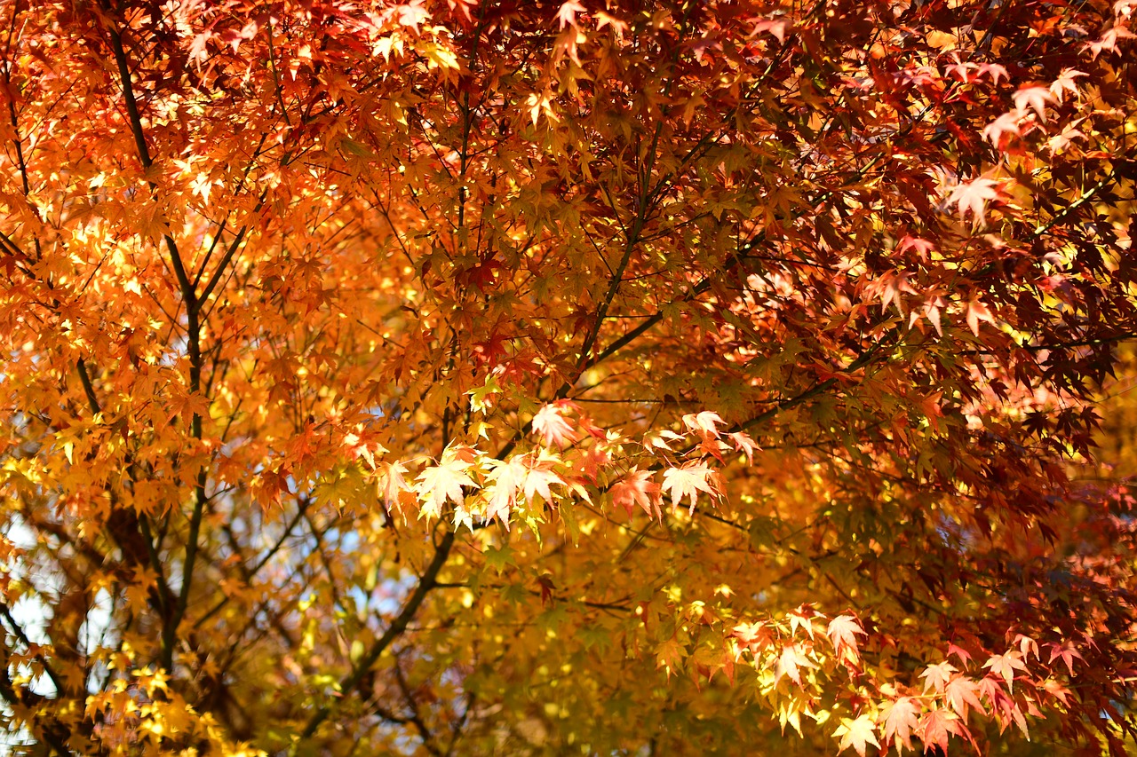 autumnal leaves maple sun yuan free photo